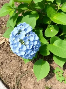 Why Planting Hydrangeas Is Key To Beautiful Gardens Top 5 Reasons