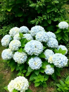 Why Planting Hydrangeas Is Key To Beautiful Gardens Top 5 Reasons