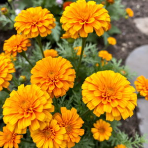 Marigold flower plant care: How to grow vibrant blooms