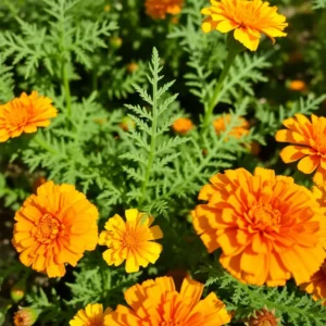 Marigold flower plant care: How to grow vibrant blooms