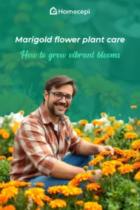 Marigold flower plant 