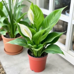 Indoor plants to make your home look greener fast