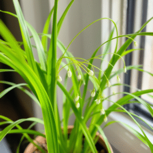 Indoor plants to make your home look greener fast