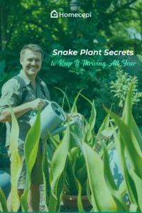 Snake Plant Secrets to Keep It Thriving All Year Snake Plant Secrets to Keep It Thriving All Year